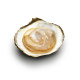 Zeeuwse Platte Oesters 4/0 - 12 st.